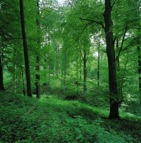 Leafy Undergrowth In Forest Stock Image F0052703 Science Photo