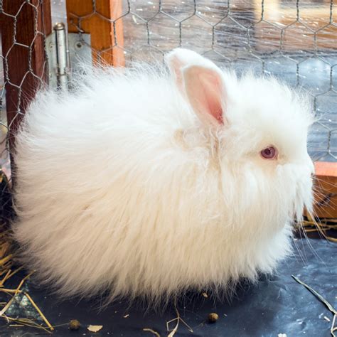 7 Things You Need To Know About Raising Angora Rabbits