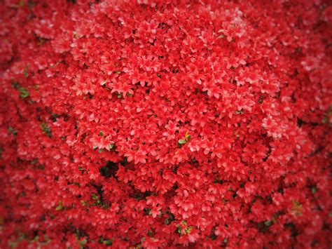 Wallpaper Flowers Red Tree 5184x3888 Goodfon 1187566 Hd