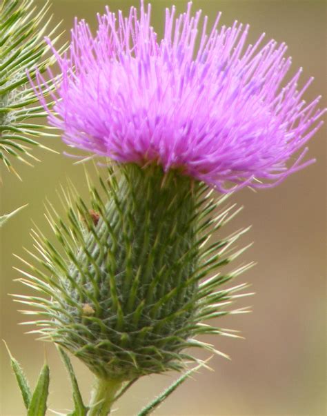 The Scottish Thistle Is The Oldest Recorded National Flower And Is