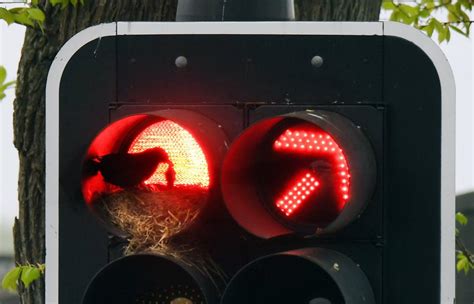 Ministry Advised Against Early Move To Traffic Lights Otago Daily