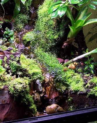 You might also chop some tomatoes and add that too the simmer if you're looking for a chunkier sauce. Amphibian Care >> Waterfalls and Drip Walls in the Terrarium