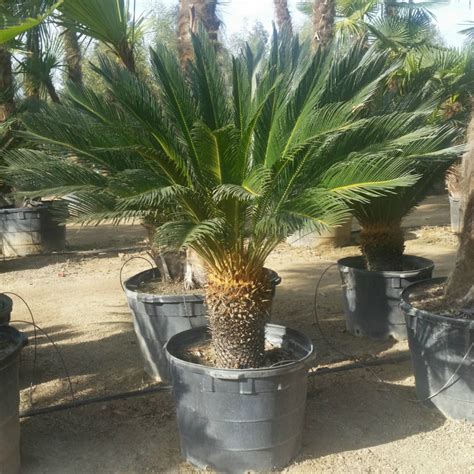 Cycas Revoluta Sago Palm Mid Valley Trees
