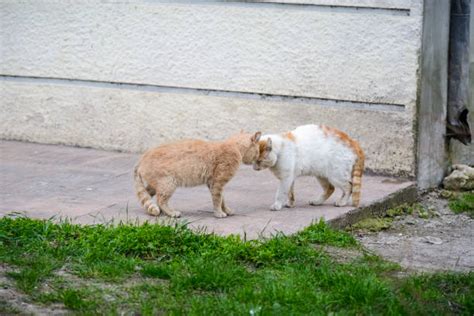 60 catfight photos taleaux et images libre de droits istock