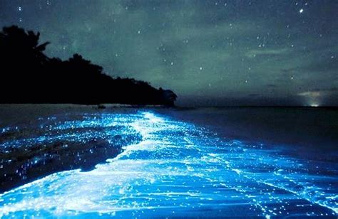 Found The Bioluminescent Beaches With The Most Otherworldly Glow In