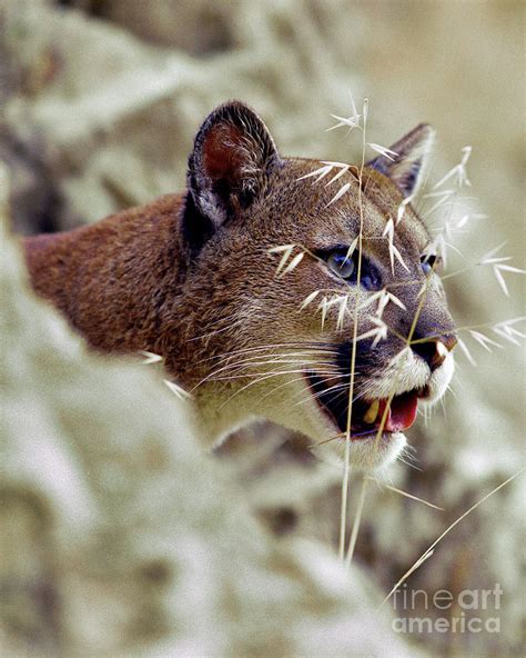Cougar Head And Grass Photograph By Robert Chaponot Fine Art America