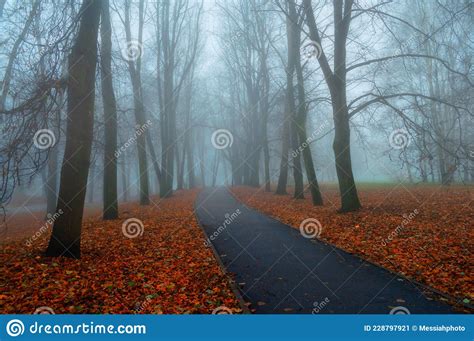 Autumn View Of Autumn Park Alley In Dense Fog Foggy Autumn Landscape