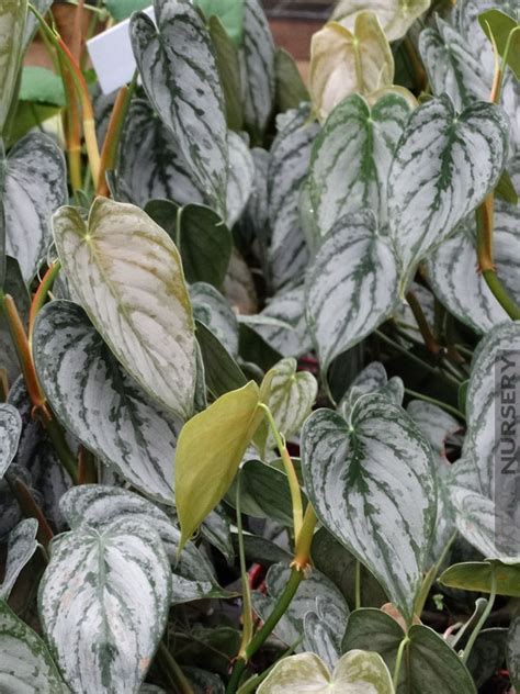 Philodendron wilsonii product description : xl Best Indoor, Philodendron Brandtianum - Kens-Nursery
