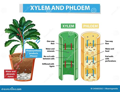 Diagram Showing Xylem And Phloem In Plant Stock Vector Illustration