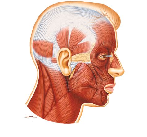 Figure 142 Selected Muscles Of The Lateral Head Diagram Quizlet