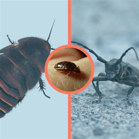 Bugs That Look Like Bed Bugs But Bigger Bed Bug Sos