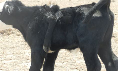 Farmer Shares Photo Of Her Miracle Drought Cow Born With A Deformed