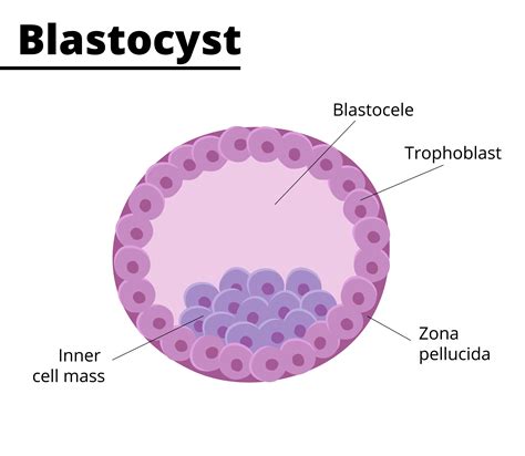 3d Cell Culture Technology Blastocysts Celvivo