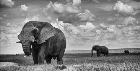 Nature Photography In Black And White Africa Geographic