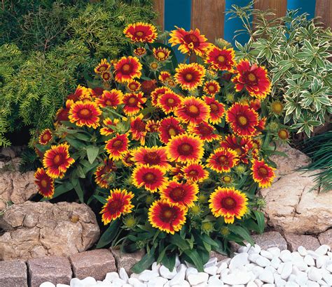 They bloom best in full sun but can tolerate a little afternoon shade. Arizona Sun | Gaillardia Seeds | Kings Seeds