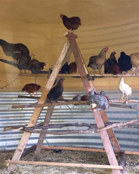 Chicken Roosts Why Its Important To Your Hens