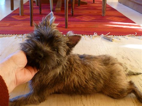 hand stripping paws itive puppies cabaret cairn terriers