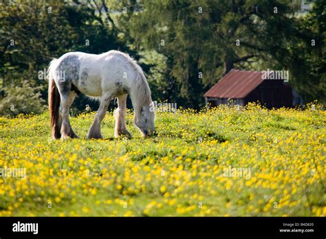 Horse Grazing In Field Of Buttercups Stock Photo Alamy