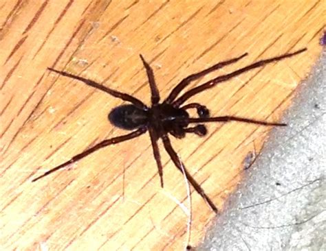 There is nothing wrong or immoral about removing a dangerous pest from your home by killing it. How to Kill Spiders: 11 Steps (with Pictures) - wikiHow