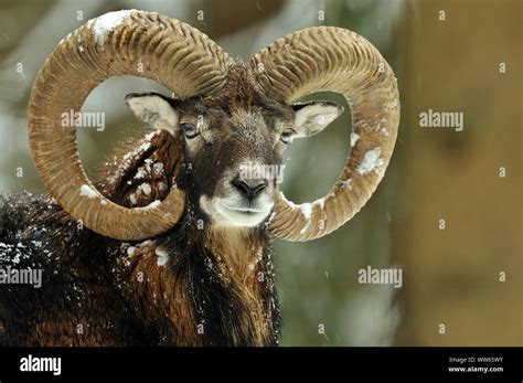 Male Mouflon Portrait Ovis Ammon Musimon Stock Photo Alamy