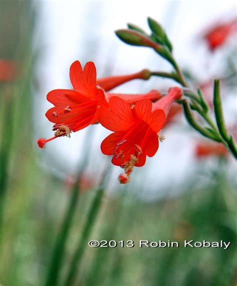 You'll find an ever changing selection of home décor & fashions from around the world. Native Plant Nurseries : The Power of Plants