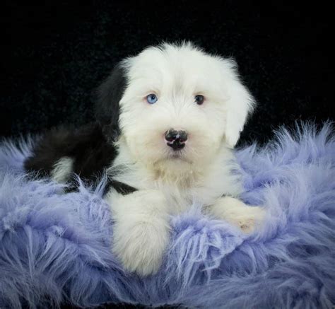 Old English Sheepdog Dog Breed Complete Guide A Z Animals