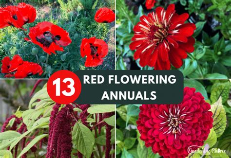 13 Gorgeous Red Flowering Annuals To Ignite Your Gardens Beauty