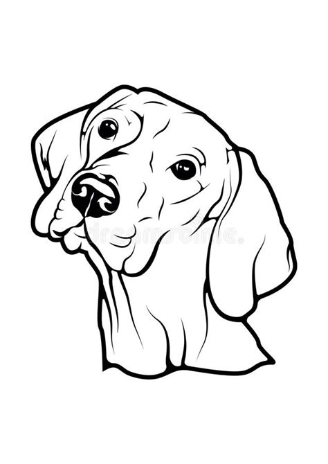 Hungarian Vizsla Dog Vector Illustration Vizsla Dog Face Vector