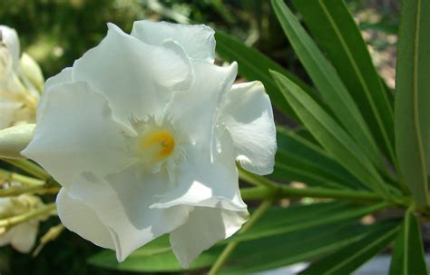 White Oleander 1 Free Stock Photo Freeimages