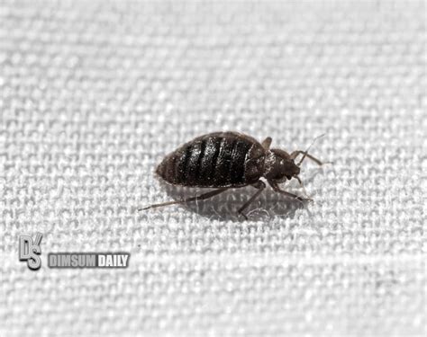 public transportation in paris infested with bed bugs tips to prevent bringing them home while