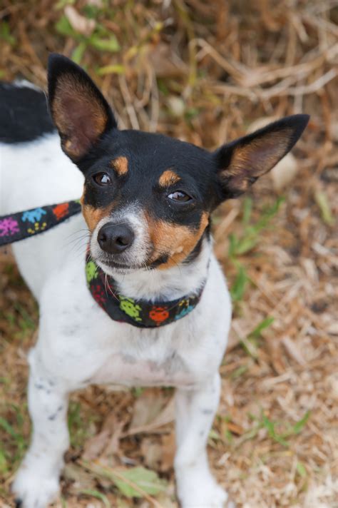 Pixie Id12371 Small Female Jack Russell Terrier X Fox Terrier Mix Dog
