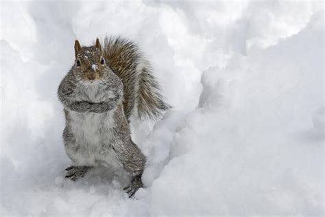 🔥 Free Download Funny And Wild Animals Funny Animals In The Snow
