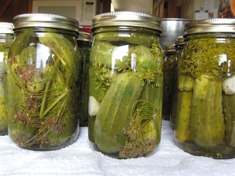 Dill Pickles Made With Cucumbers From My Garden And Moms Recipe