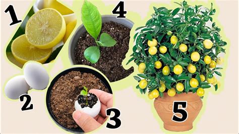 Lemon Tree Growth Stages Guide Garden İdeas