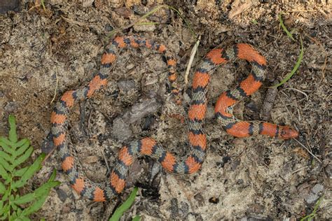 Northern Scarlet Snake Cemophora Coccinea Copei Deep Ea Flickr