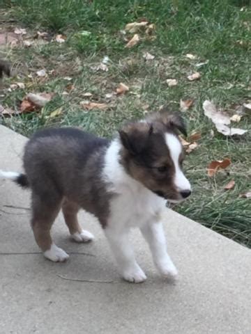 Please select an option below for more information about our. Sweet and Beautiful Sable and White Sheltie Puppies for ...