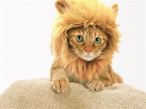 With Open Eyes To See Lion Mane Cat Costume