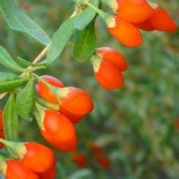Goji berries are used in traditional medicine for their health benefits. Welcome To My Zone: Goji Berry, 'Buah Dewa' Pemanjang Usia ...