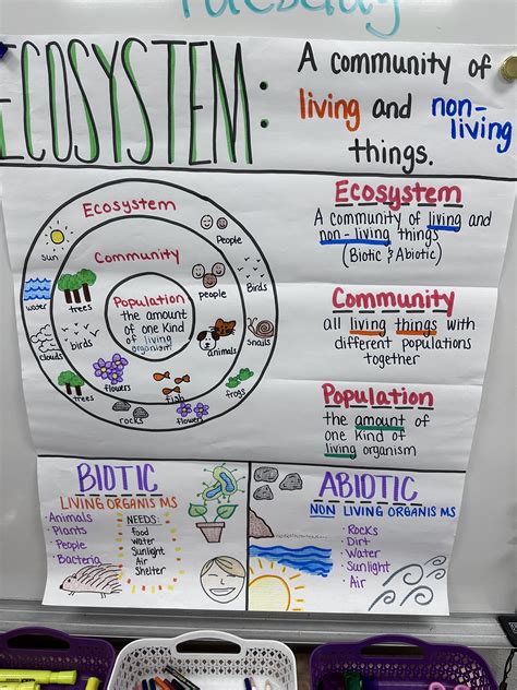 Introduction To Ecosystem Anchor Chart For 5th 8th Grade Etsy