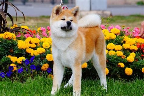 10 Amazing Japanese Dog Breeds 2021 With Pictures Animals Home