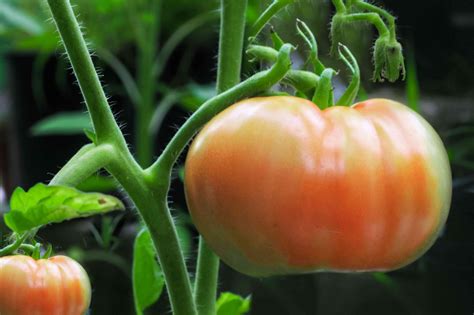 Top 3 Common Tomato Plant Problems