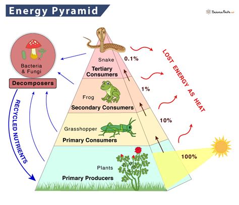 Energy Pyramid Model For Ecosystems Learn About Food Chains Food Webs