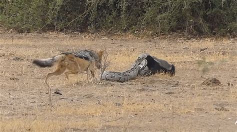 Python Honey Badger And Two Jackals Fight For Survival In Africas