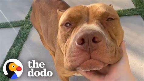 Growling Momma Pittie Momma Turns Into The Biggest Lovebug The Dodo