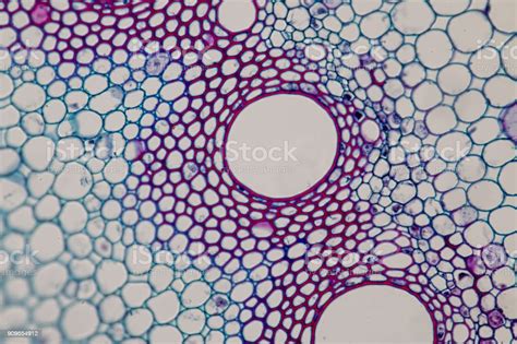 Crosssection Plant Stem Under The Microscope For Classroom Education