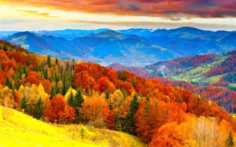 Autumn Fall Season Nature Landscape Leaf Leaves Color Seasons Tree Forest Wallpapers