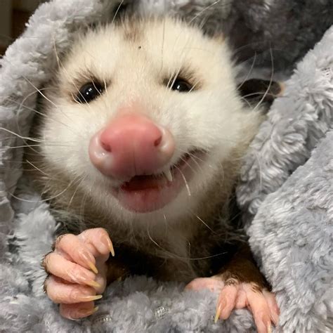 Opossum Aesthetic