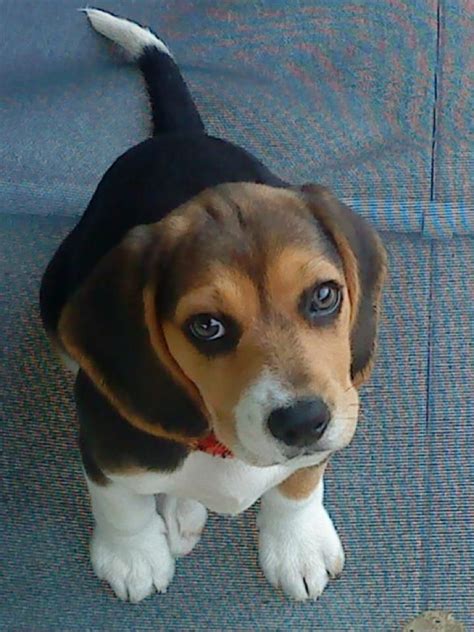 To Have Another Beagle Pup Someday Beagle Beagle Puppy Cute Beagles