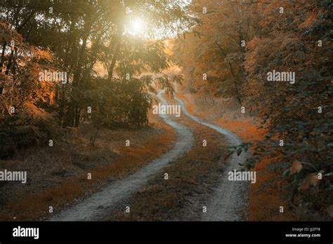 Autumn Forest Road Stock Photo Alamy