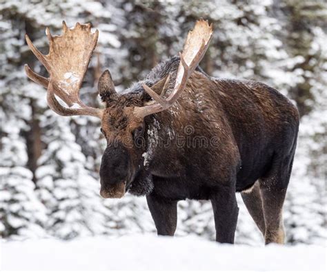 A Moose Portrait During Rut Season Stock Photo Image Of Wild